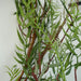 200cm Artificial Garland Trailing Hanging Willow Plant Realistic - Nexellus