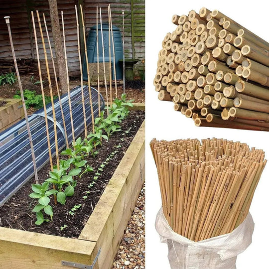 40 Bamboo Canes Sticks 4ft (120cm) - Eco - Friendly Garden Support with Exotic Appeal - Nexellus