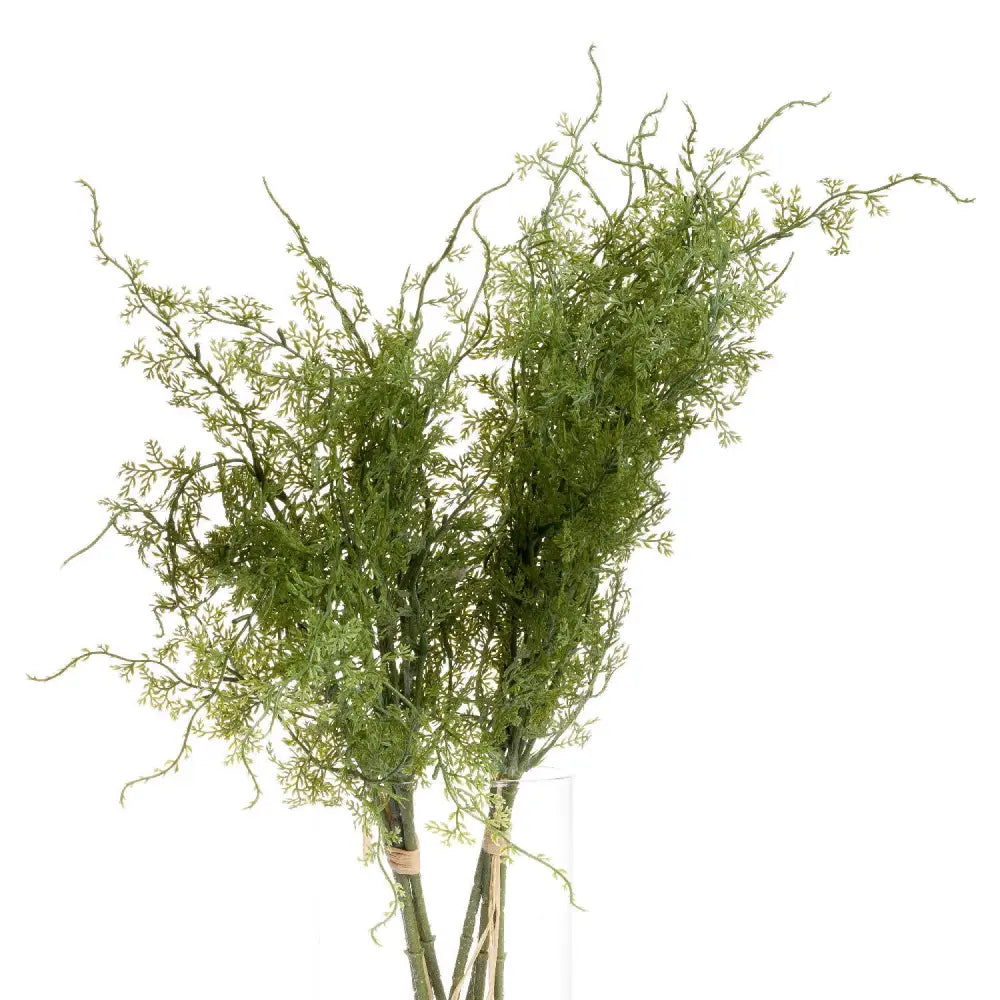 Asparagus fern bunch - Spring Stems