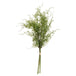 Asparagus fern bunch - Spring Stems