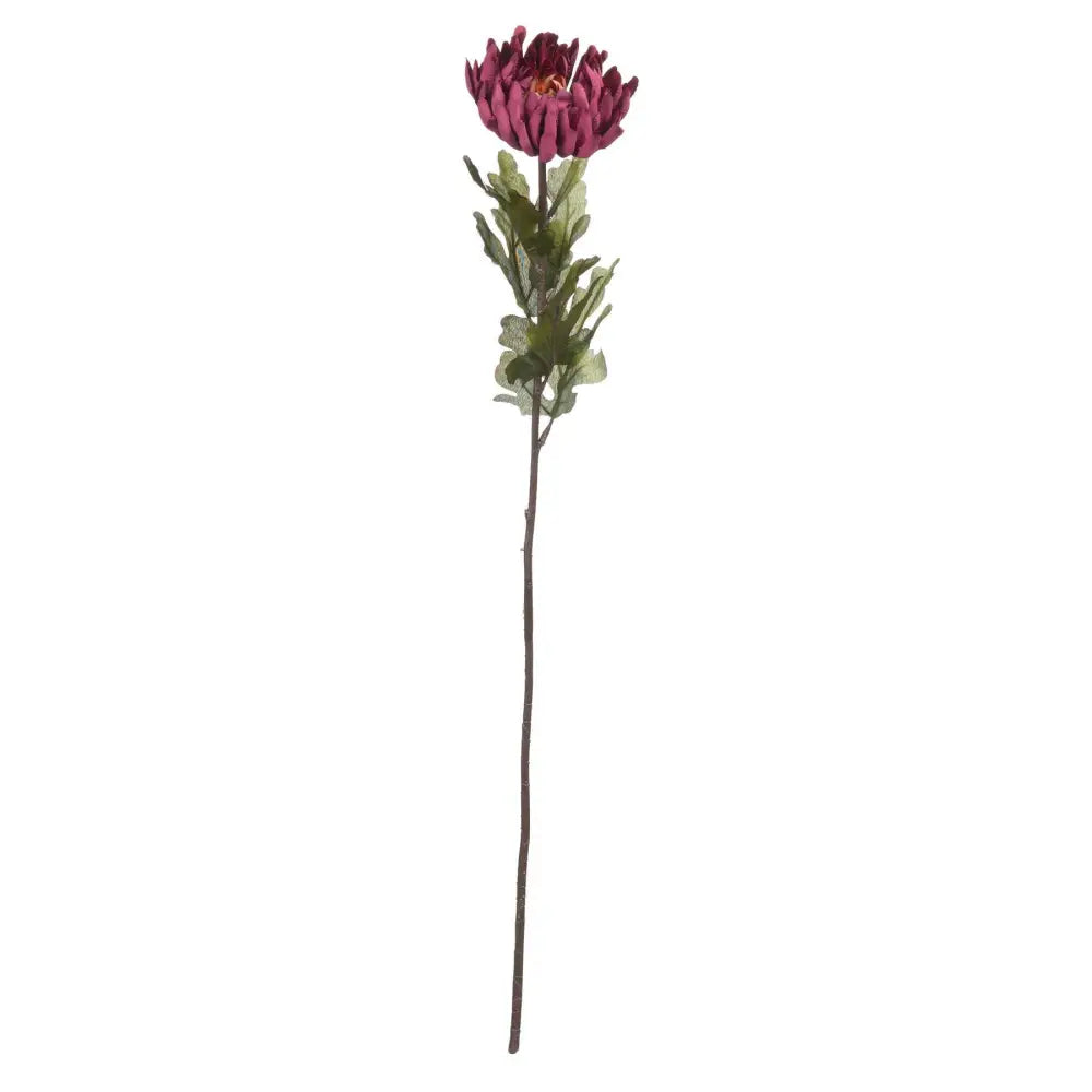 Autumn spider chrysanthemum - Autumn Stems