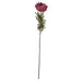 Autumn spider chrysanthemum - Autumn Stems