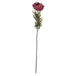 Autumn spider chrysanthemum - Autumn Stems