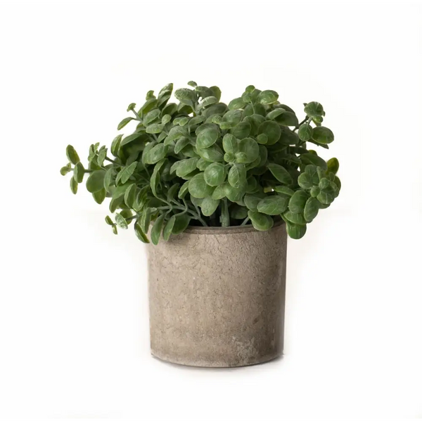 Basil plant in stone effect pot - Floral Accessories