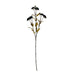 Black chrysanthemum - Autumn Stems