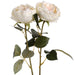 Blush garden rose - Single Stem Flowers