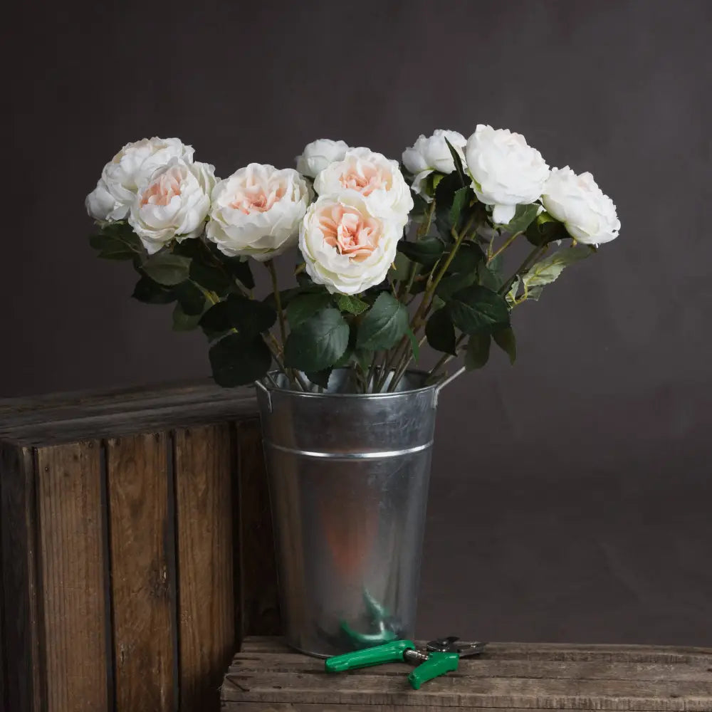 Blush garden rose - Single Stem Flowers