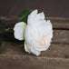 Blush garden rose - Single Stem Flowers