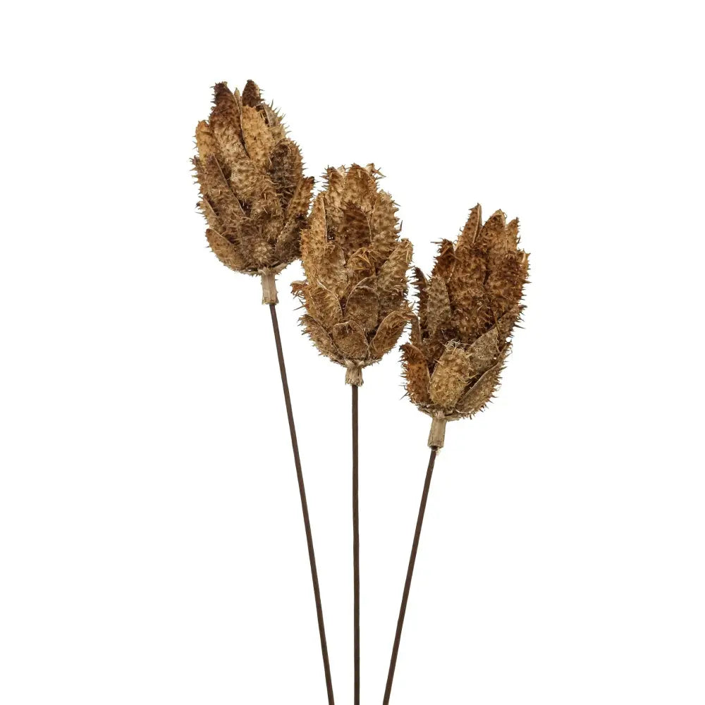 Bouquet of dried protea - Dried Flowers