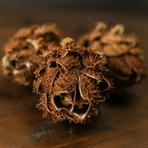 Bouquet of dried protea - Dried Flowers