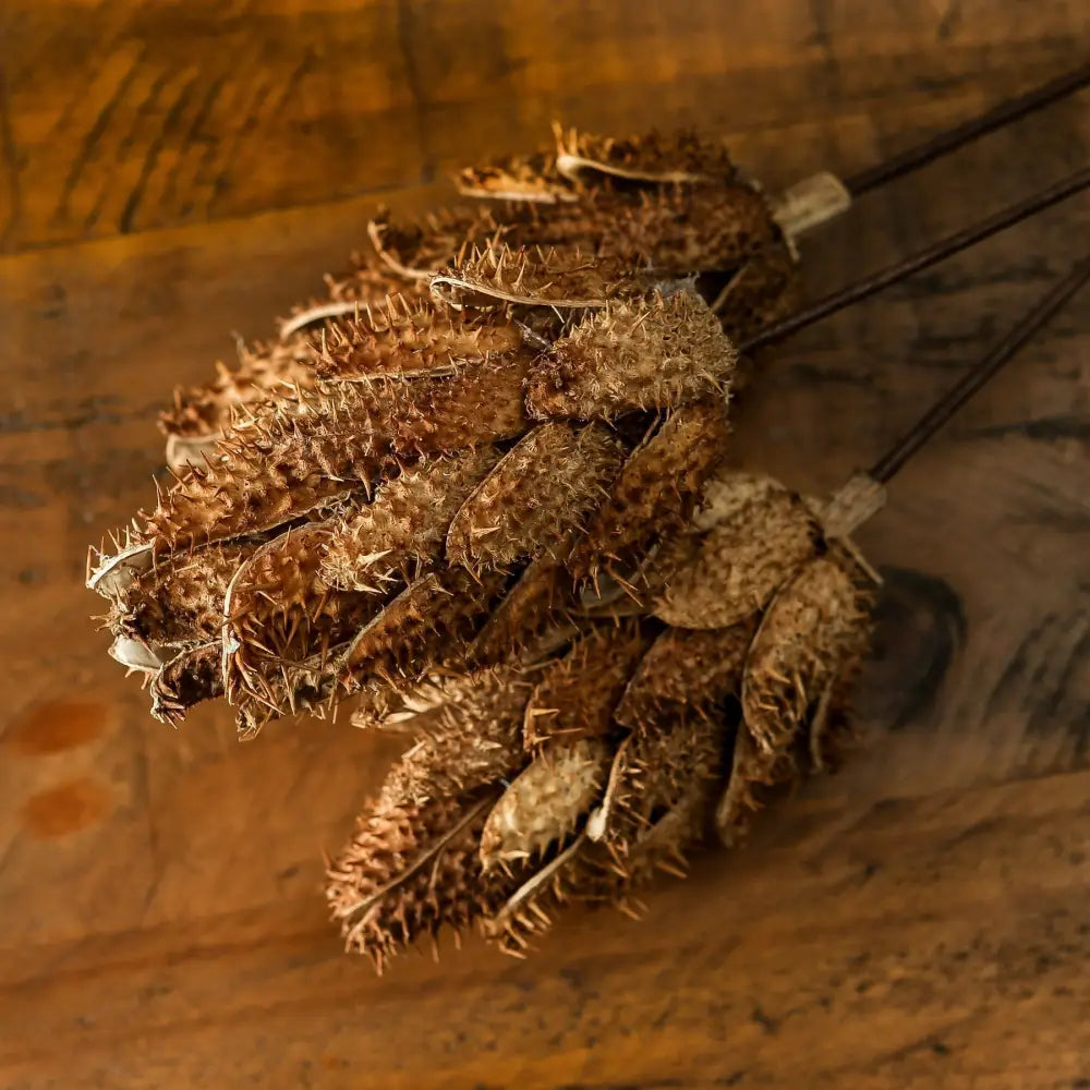 Bouquet of dried protea - Dried Flowers