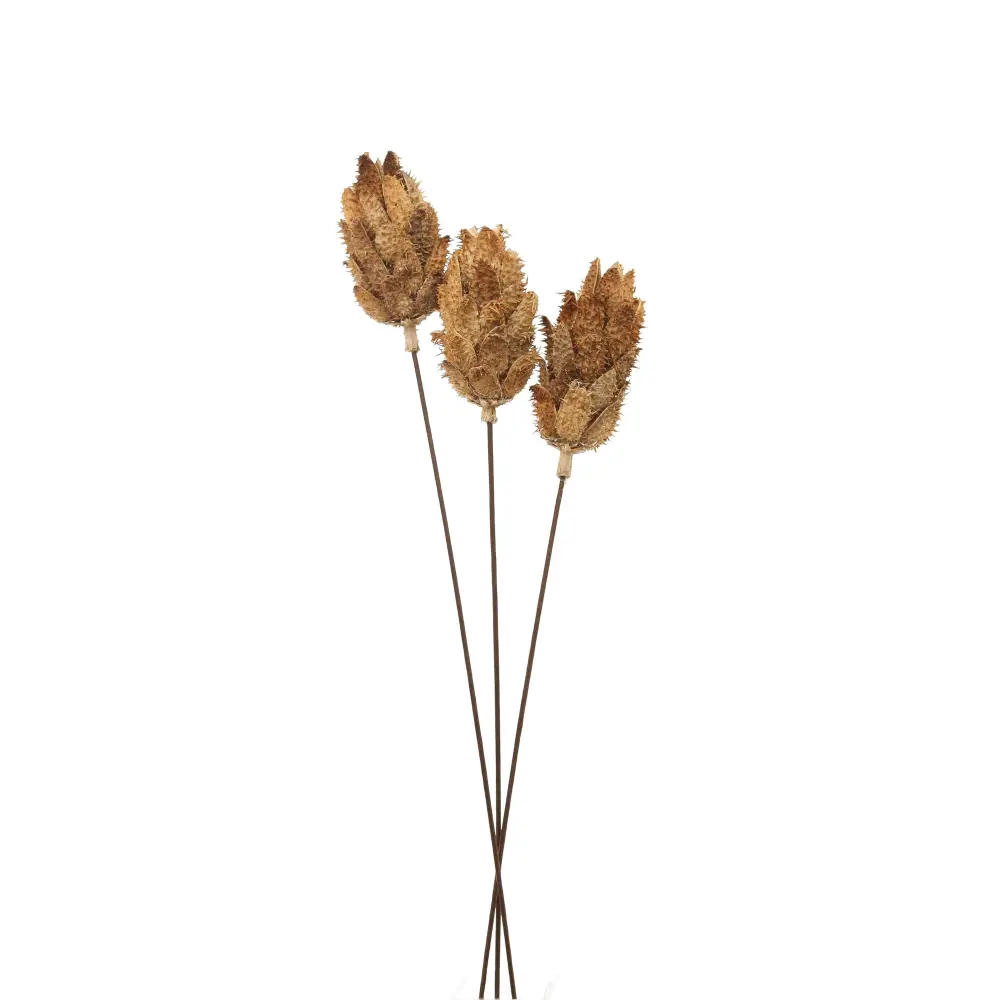 Bouquet of dried protea - Dried Flowers