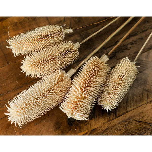 Bouquet of dried tall thistle - Dried Flowers