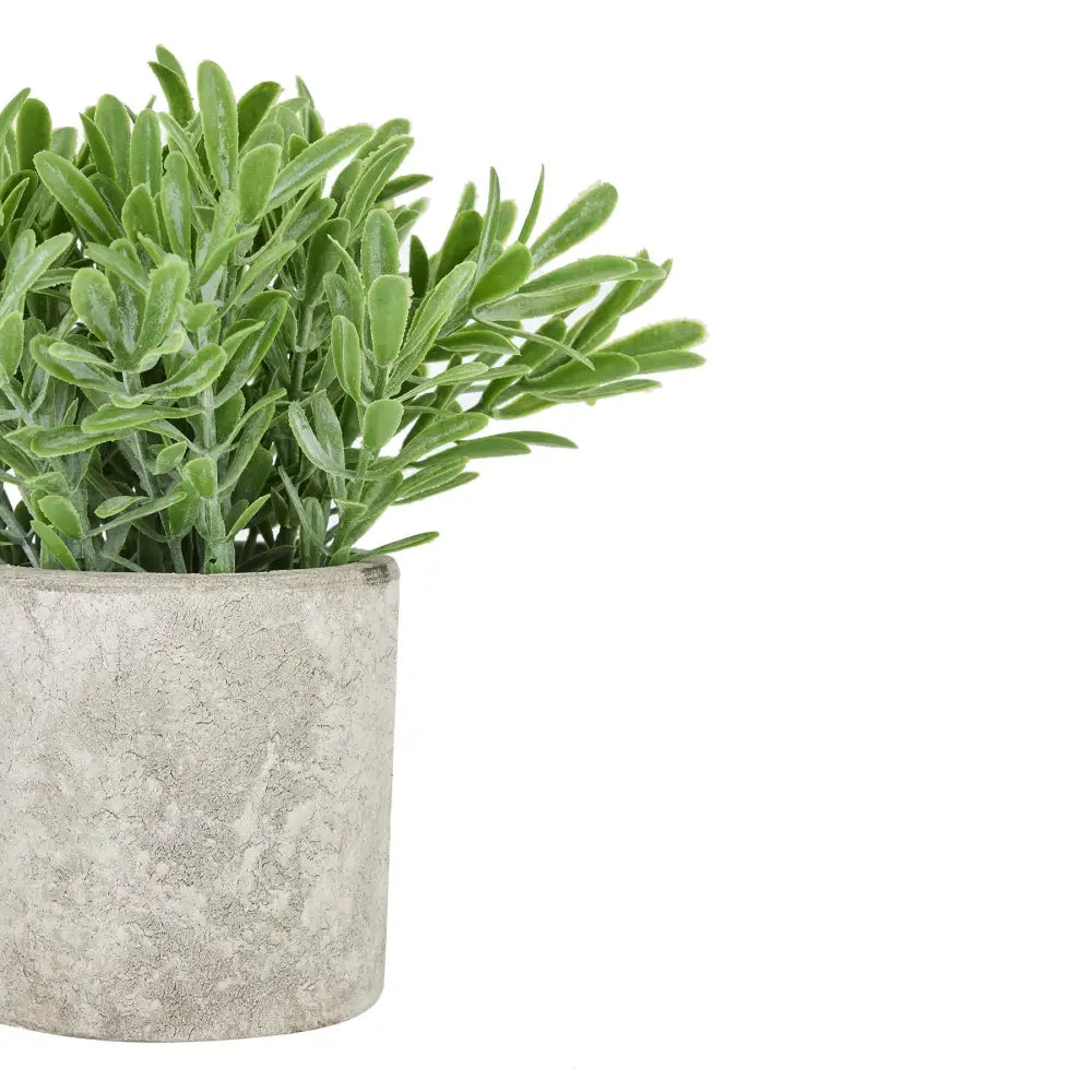 Buxus plant in stone effect pot - Floral Accessories