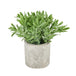 Buxus plant in stone effect pot - Floral Accessories