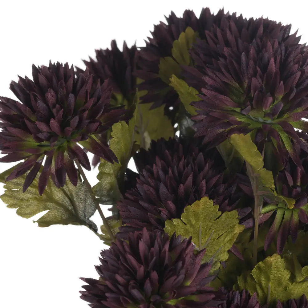 Chocolate chrysanthemum - Autumn Stems