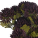 Chocolate chrysanthemum - Autumn Stems