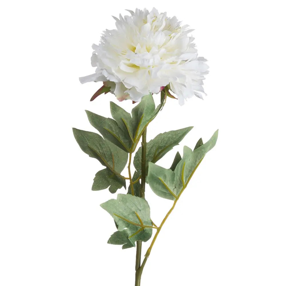 Classic white peony - Spring Stems