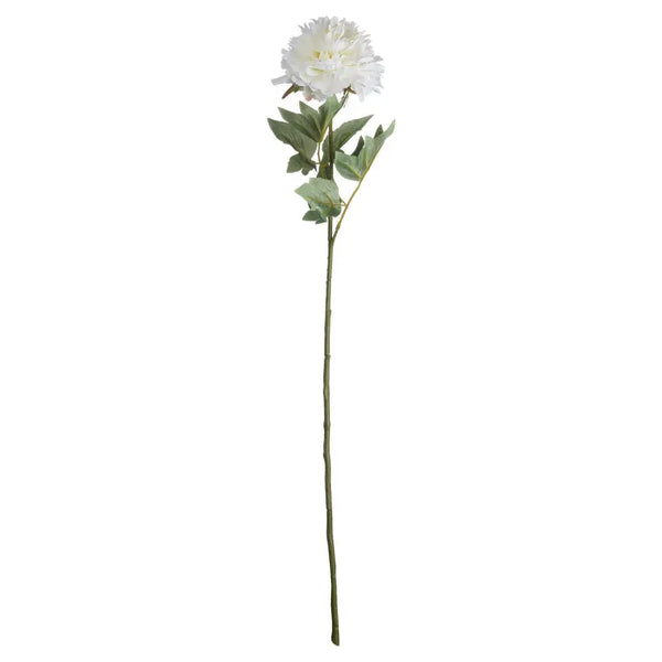 Classic white peony - Spring Stems