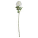 Classic white peony - Spring Stems