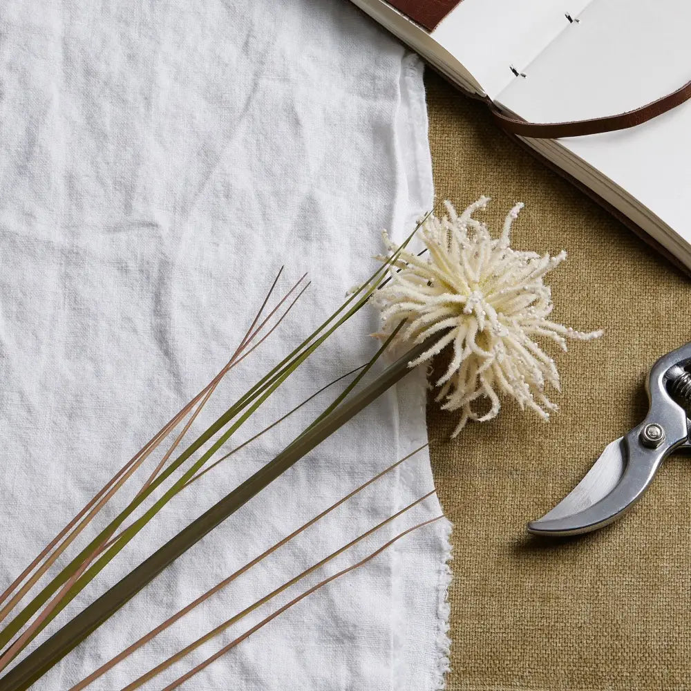 Cream aster spider chrysanthemum stem - Autumn Stems