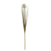 Cream aster spider chrysanthemum stem - Autumn Stems