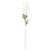 Cream ranunculus - Spring Stems