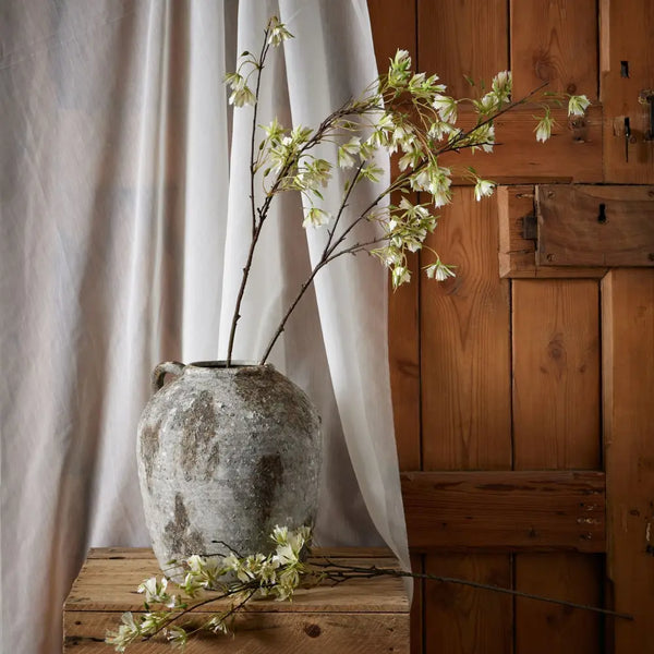 Elaeocarpus stem - Spring Stems