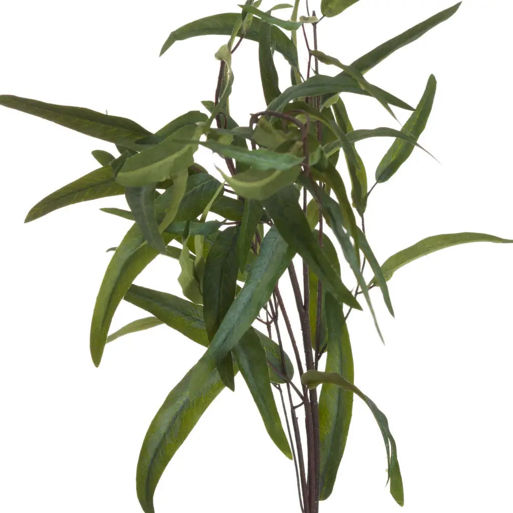 Eucalyptus nicholii spray - Single Stem Flowers