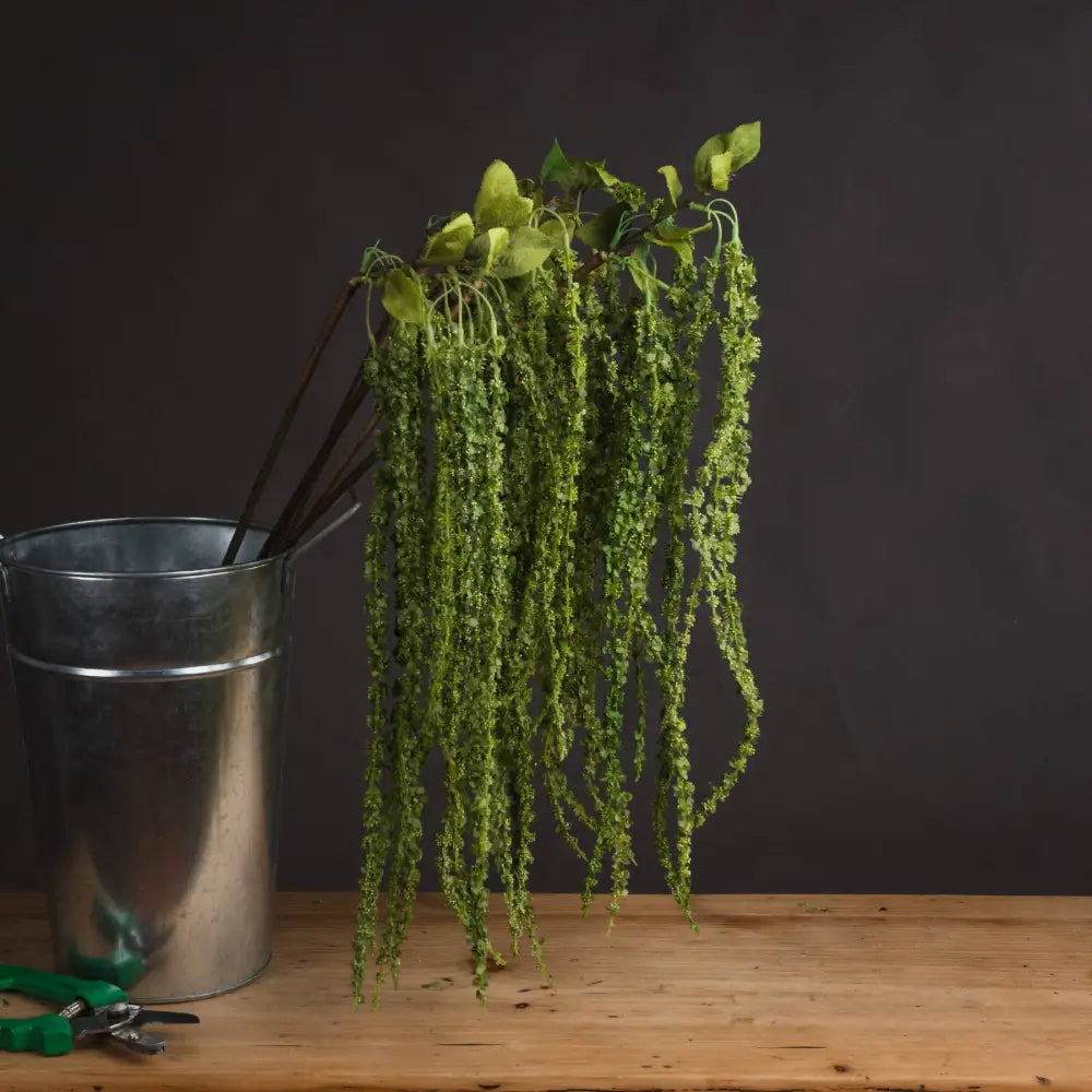 Green amaranthus - Single Stem Flowers