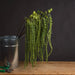 Green amaranthus - Single Stem Flowers