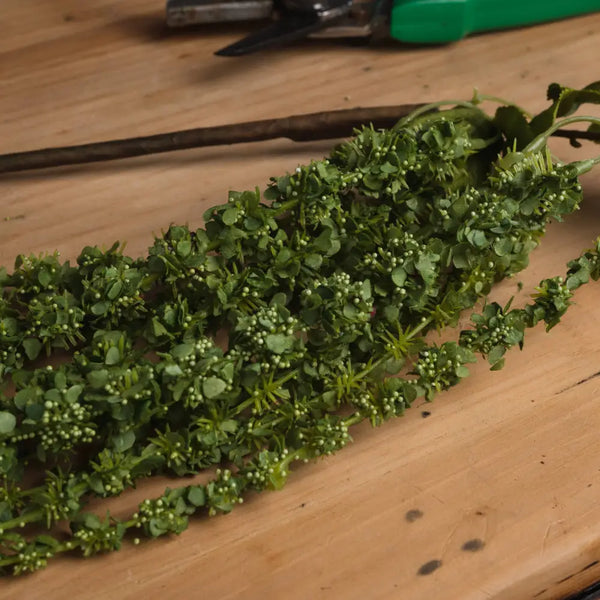 Green amaranthus - Single Stem Flowers