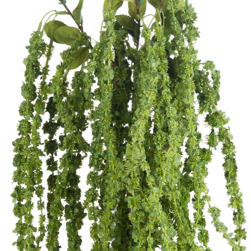 Green amaranthus - Single Stem Flowers