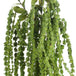 Green amaranthus - Single Stem Flowers