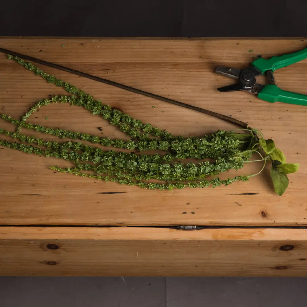 Green amaranthus - Single Stem Flowers