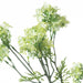 Green plumb blossom spray - Spring Stems