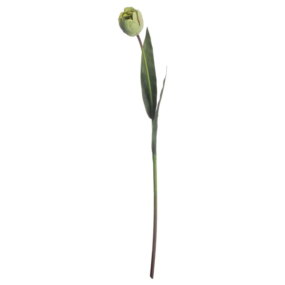 Green tulip - Spring Stems