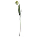 Green tulip - Spring Stems