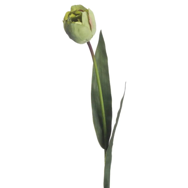 Green tulip - Spring Stems