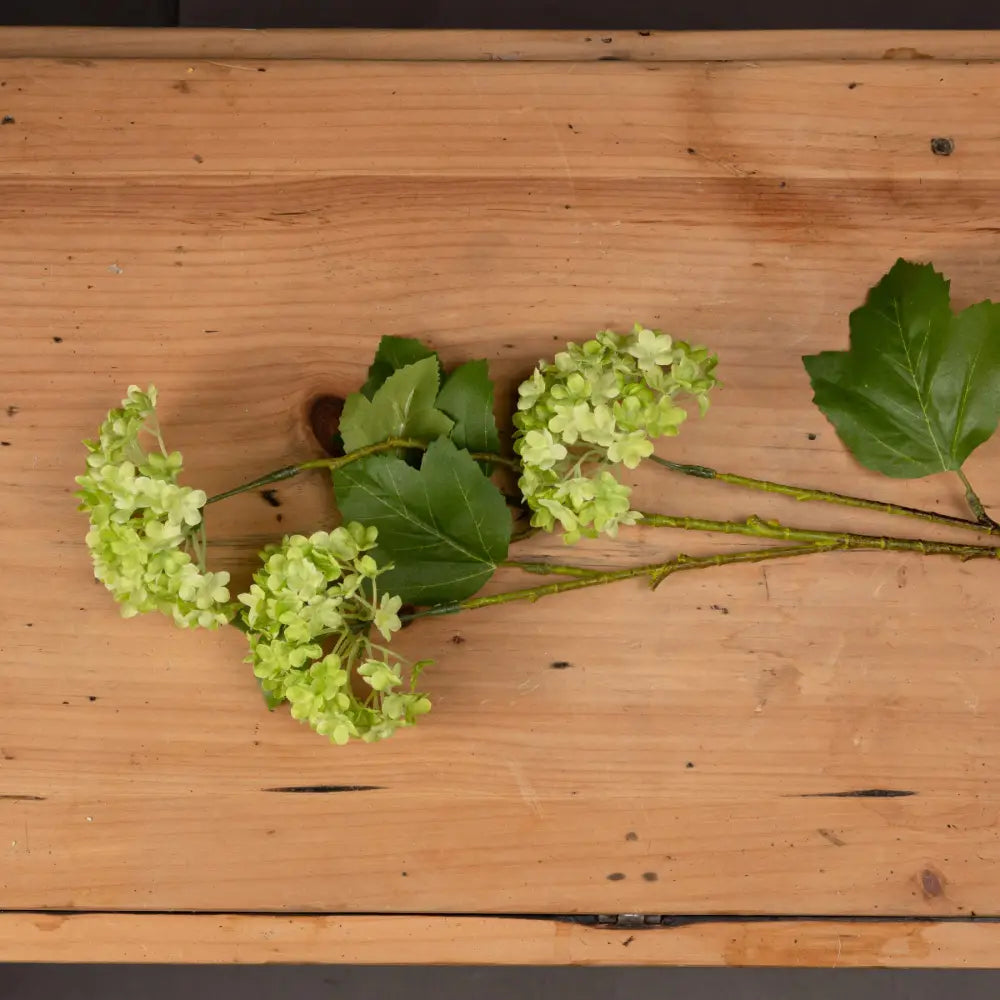 Green viburnum spray - Single Stem Flowers