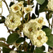 Green wild meadow rose - Single Stem Flowers