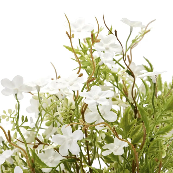 Italian white bellflower - Single Stem Flowers