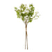 Italian white bellflower - Single Stem Flowers