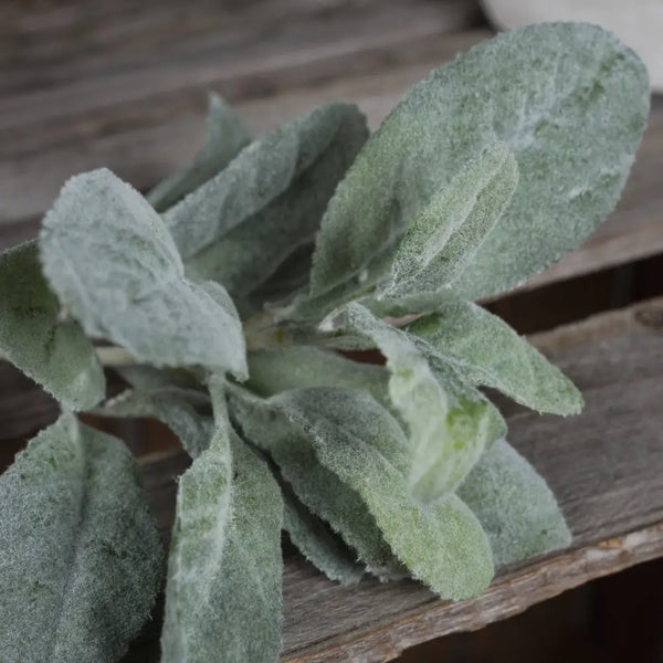 Lambs ear spray - Christmas Decorations