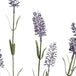 Large lavender spray - Single Stem Flowers