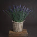 Large lavender spray - Single Stem Flowers