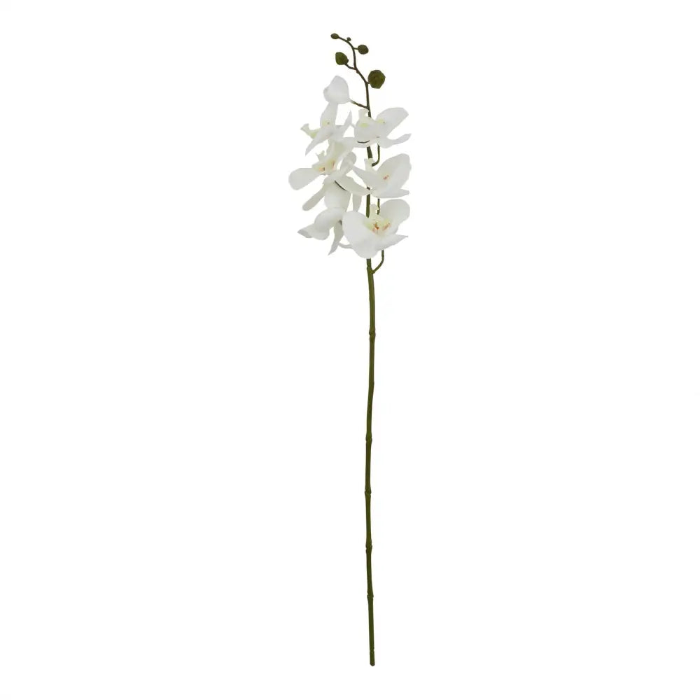 Large white butterfly orchid stem - Single Stem Flowers