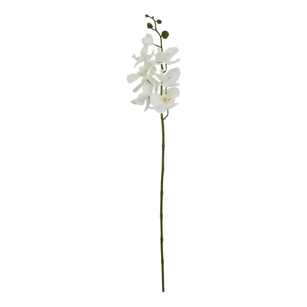 Large white butterfly orchid stem - Single Stem Flowers