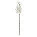 Large white butterfly orchid stem - Single Stem Flowers