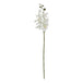 Large white butterfly orchid stem - Single Stem Flowers